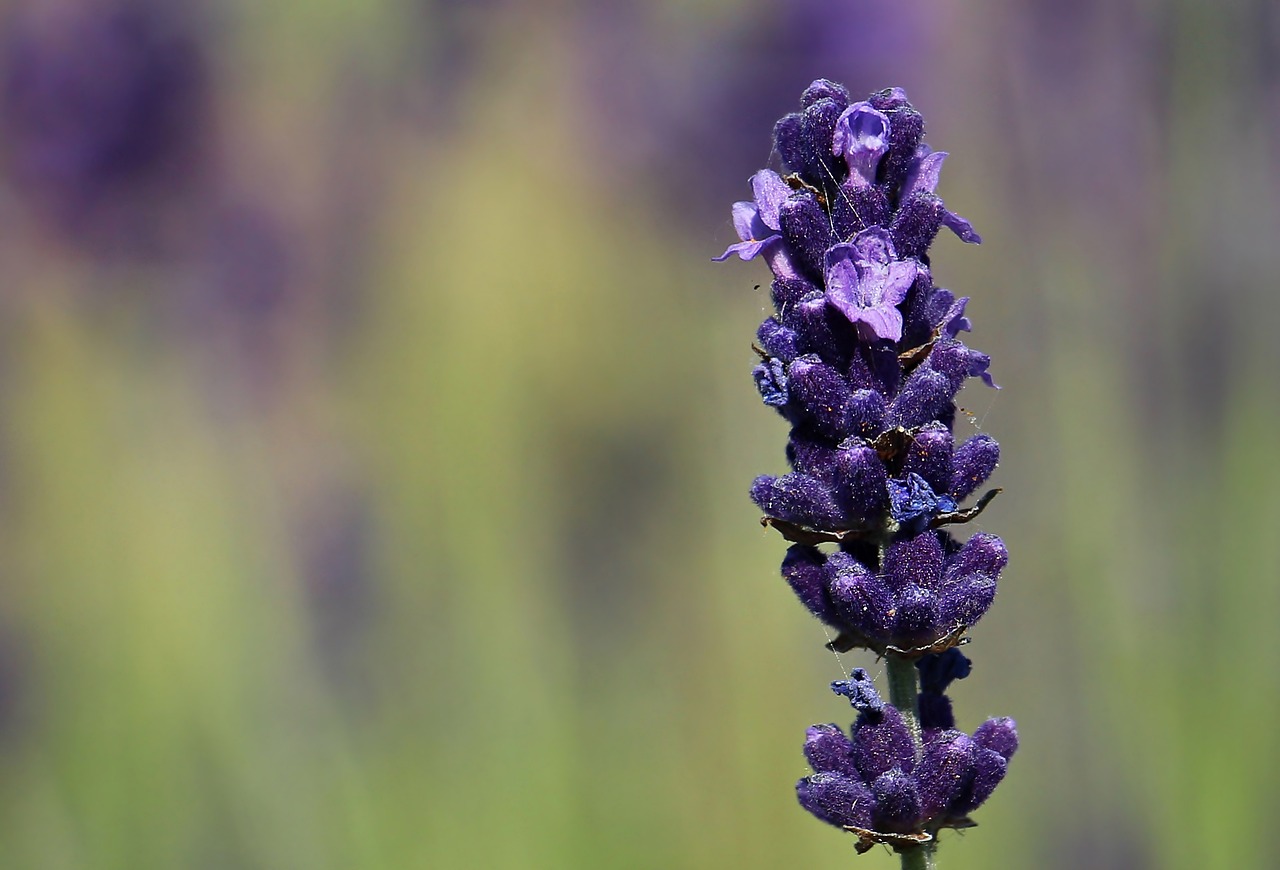 How to Grow Lavender from Cuttings